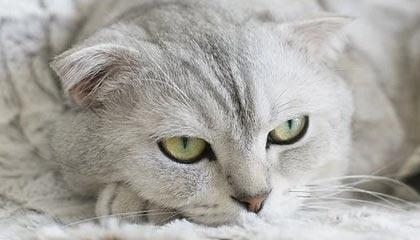 爱游戏体育平台-史上最年轻的“欧冠最佳射手”首次问鼎，欧冠历史最年轻出场球员